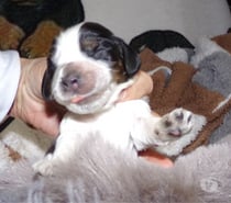 Photos Vivastreet COCKER ANGLAIS SPANIEL