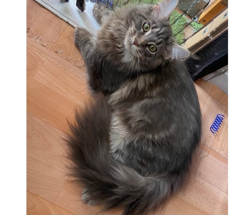 Services, accessoires animaux Haut-Rhin Stosswihr - 68140 - Photos Vivastreet Saillie Maine coon grosse carrure