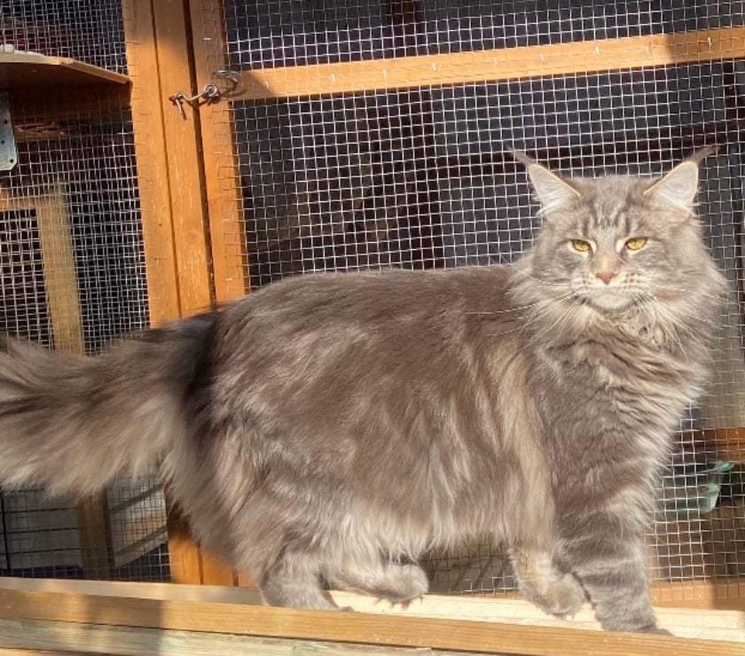 Services, accessoires animaux Stosswihr Haut-Rhin - Photos Vivastreet Saillie Maine coon grosse carrure