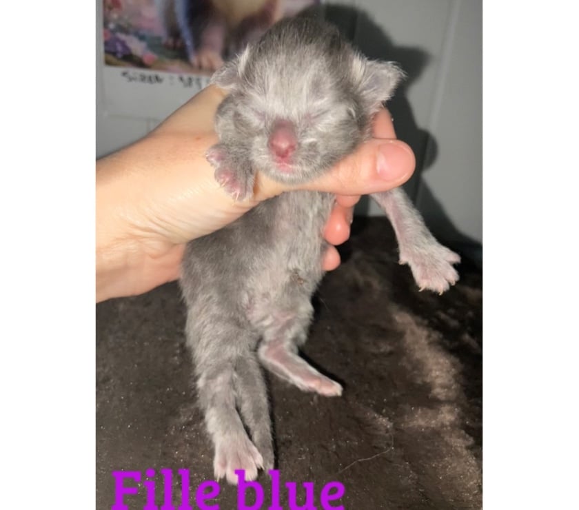 Services, accessoires animaux Haut-Rhin Stosswihr - 68140 - Photos Vivastreet Saillie Maine coon grosse carrure