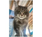 Stosswihr - Haut-Rhin — Saillie Maine coon LOOF grosse carrure russe