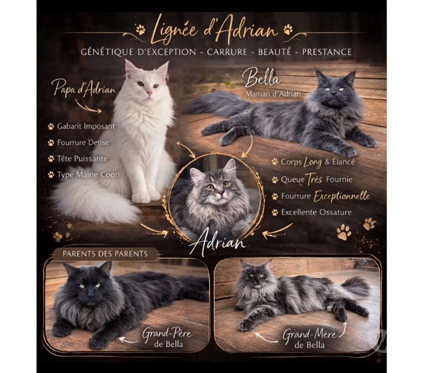 Services, accessoires animaux Haut-Rhin Stosswihr - 68140 - Photos Vivastreet Saillie Maine coon grosse carrure