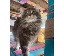 Saillie Maine coon grosse carrure