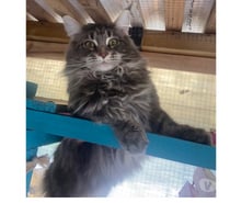 Photos Vivastreet Saillie Maine coon grosse carrure