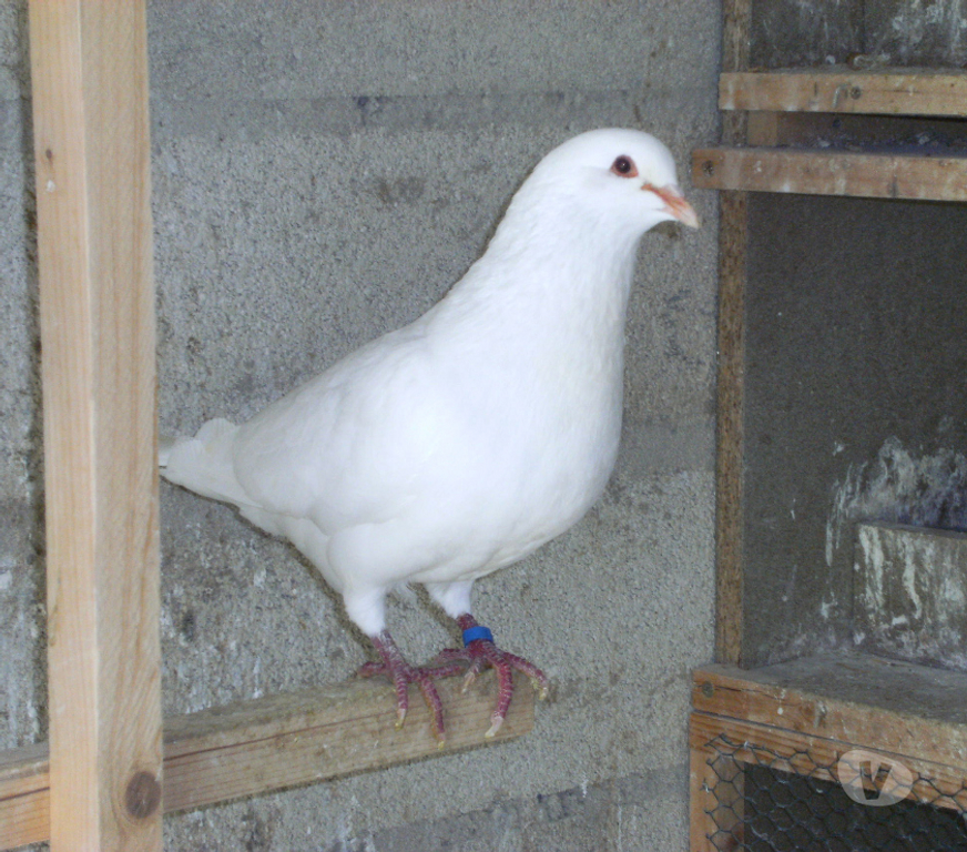 Vente Seine-et-Marne Bagneaux sur Loing - 77167 - Photos Vivastreet Pigeons reproducteurs hubbell blanc