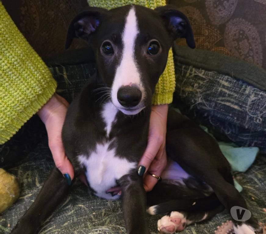 Don animaux Haute-Vienne Bellac - 87300 - Photos Vivastreet Whippets mâles de 2025