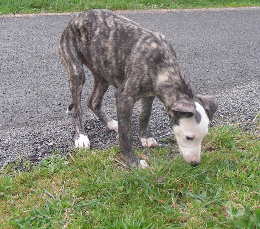 Don animaux Haute-Vienne Bellac - 87300 - Photos Vivastreet Whippets mâles de 2025