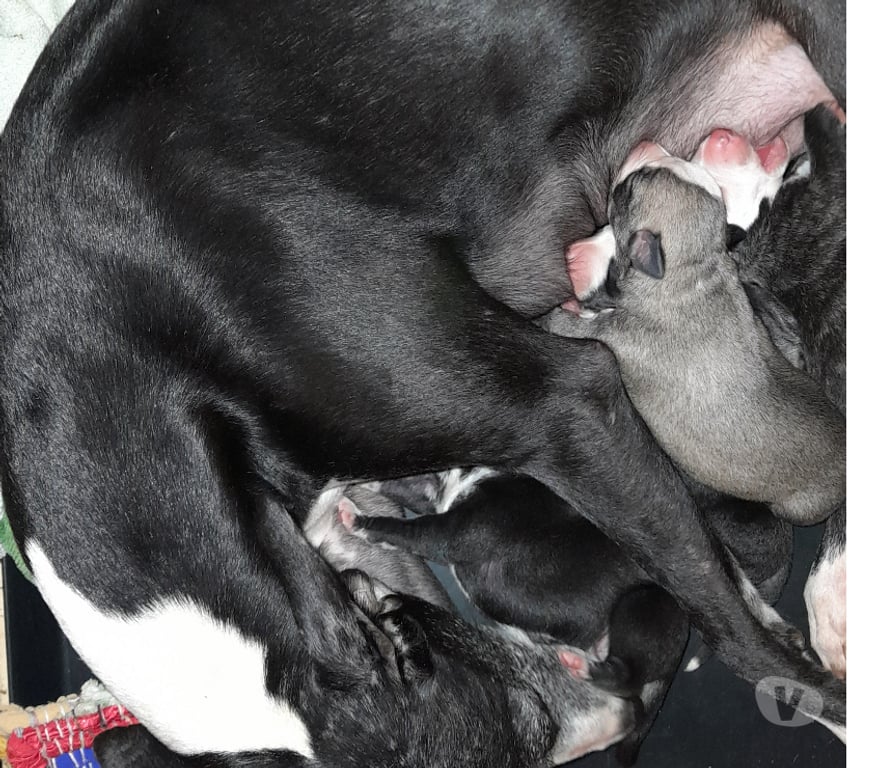 Don animaux Haute-Vienne Bellac - 87300 - Photos Vivastreet Whippets mâles de 2025