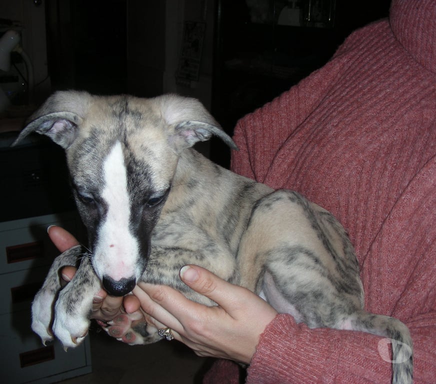Don animaux Haute-Vienne Bellac - 87300 - Photos Vivastreet Whippets mâles de 2025