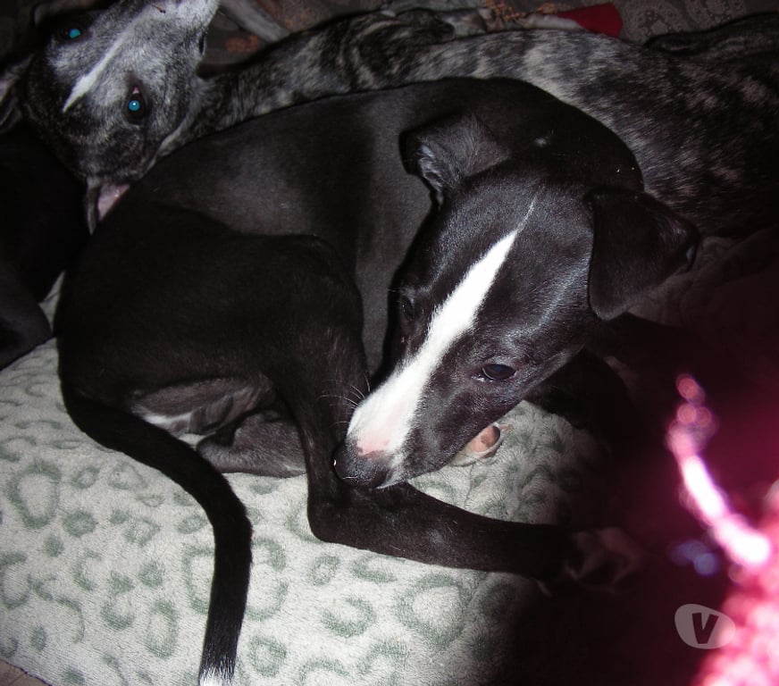 Don animaux Haute-Vienne Bellac - 87300 - Photos Vivastreet Whippets mâles de 2025