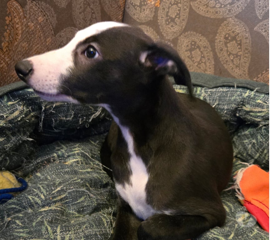 Don animaux Haute-Vienne Bellac - 87300 - Photos Vivastreet Whippets mâles de 2025