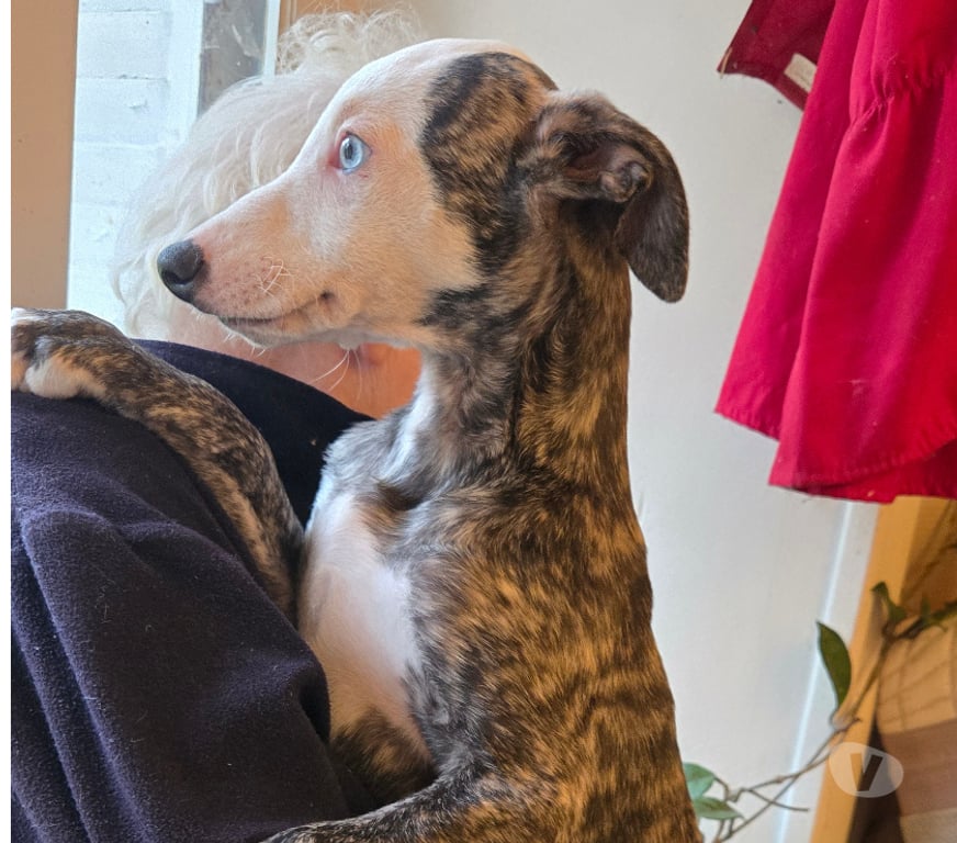 Don animaux Haute-Vienne Bellac - 87300 - Photos Vivastreet Whippets mâles de 2025