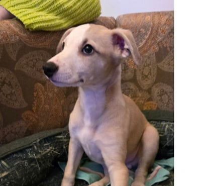 Adoption animaux Bellac Haute-Vienne - Photos Vivastreet Whippets mâles de 2025