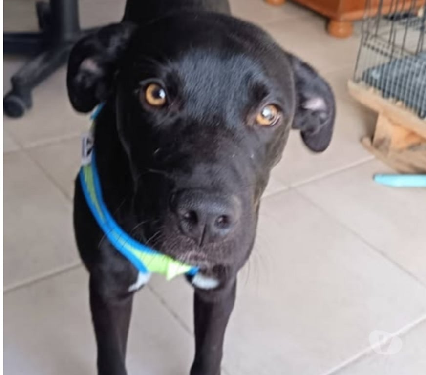 Don animaux Ardèche Vallon Pont d'Arc - 07150 - Photos Vivastreet Chien DARKOS à l adoption