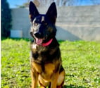 Chien PEPSI à l adoption