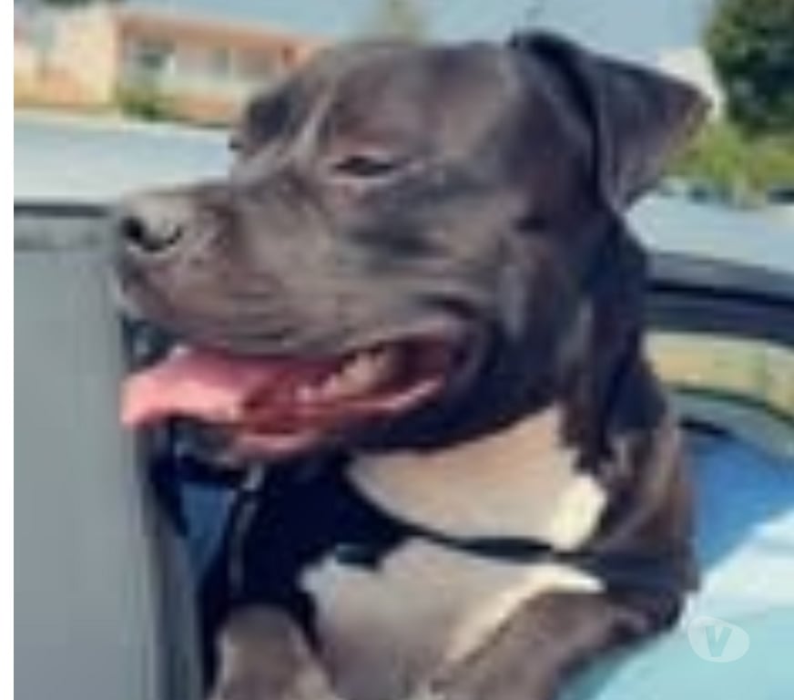 Don animaux Bouches-du-Rhône Eyragues - 13630 - Photos Vivastreet Chien TYSON à l adoption