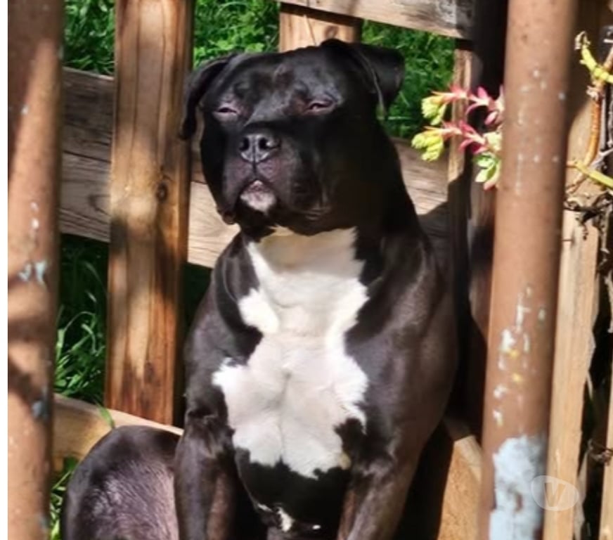 Don animaux Bouches-du-Rhône Eyragues - 13630 - Photos Vivastreet Chien TYSON à l adoption