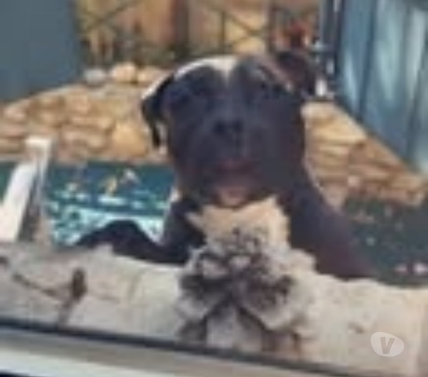 Don animaux Bouches-du-Rhône Eyragues - 13630 - Photos Vivastreet Chien TYSON à l adoption