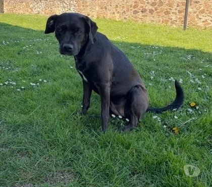 Don animaux Vernosc les Annonay Ardèche - Photos Vivastreet Chien KIARA à l adoption