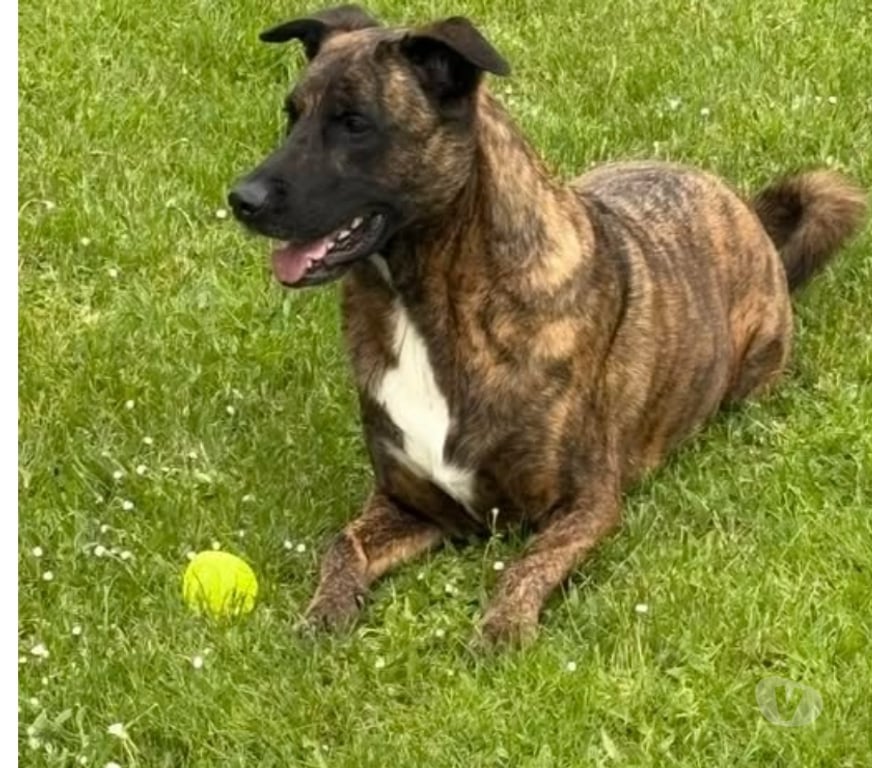 Don animaux Ardèche Vernosc les Annonay - 07430 - Photos Vivastreet Chien HEIKO à l adoption