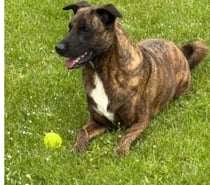 Photos Vivastreet Chien HEIKO à l adoption