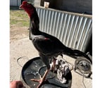 Jolie coq plusieurs