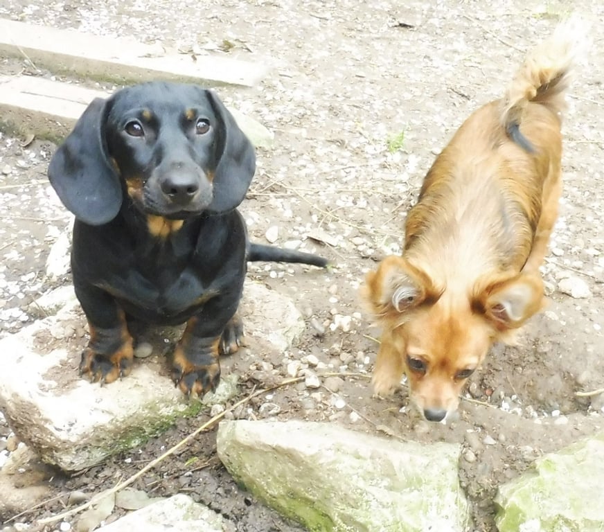 Vente Tarn-et-Garonne Montauban - 82000 - Photos Vivastreet SPLENDIDE TECKEL POILS RAS