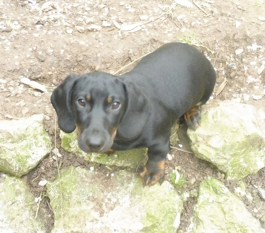 Vente Tarn-et-Garonne Montauban - 82000 - Photos Vivastreet SPLENDIDE TECKEL POILS RAS