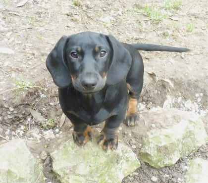 Vente animaux Montauban Tarn-et-Garonne - Photos Vivastreet SPLENDIDE TECKEL POILS RAS
