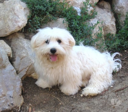 Vente animaux Montauban Tarn-et-Garonne - Photos Vivastreet ADORABLE BICHON MALTAIS
