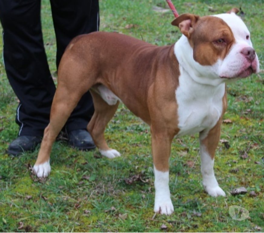 Don animaux Lot-et-Garonne Caubeyres - 47160 - Photos Vivastreet Chien RAFIKI à l adoption