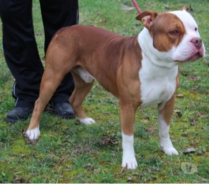 Adoption animaux Caubeyres Lot-et-Garonne - Photos Vivastreet Chien RAFIKI à l adoption