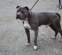 Photos Vivastreet Chien TYSON à l adoption