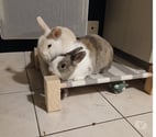 Nantes - Nantes — Caiuspupus et Coca, lapins nains à adopter