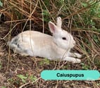 Caiuspupus, lapin nain à adopter