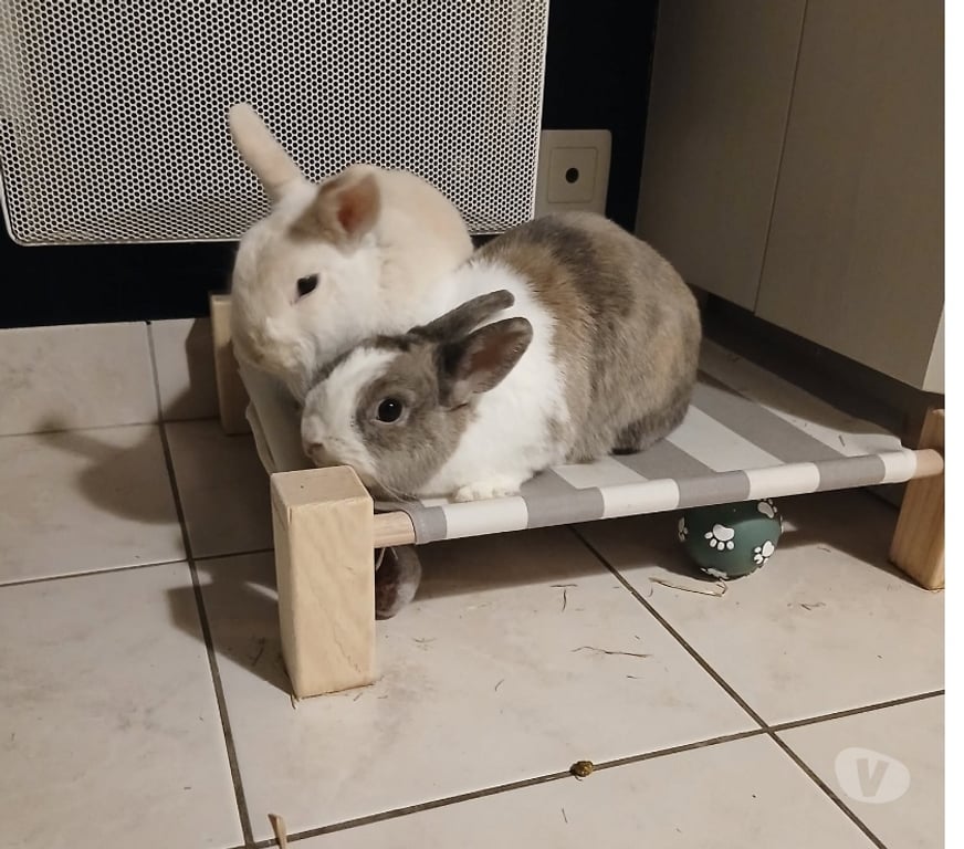Vente Loire-Atlantique Nantes - Photos Vivastreet Caiuspupus et Coca, lapins nains à adopter