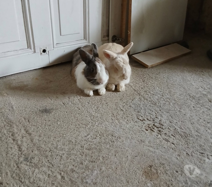 Vente Loire-Atlantique Nantes - Photos Vivastreet Caiuspupus et Coca, lapins nains à adopter