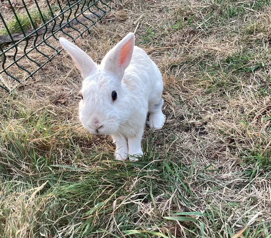 Vente Loire-Atlantique St Pere en Retz - 44320 - Photos Vivastreet Caiuspupus, lapin nain à adopter