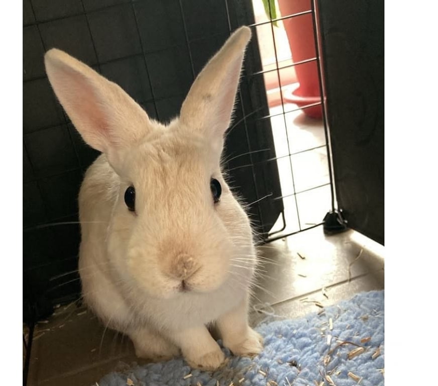 Vente Loire-Atlantique St Pere en Retz - 44320 - Photos Vivastreet Caiuspupus, lapin nain à adopter