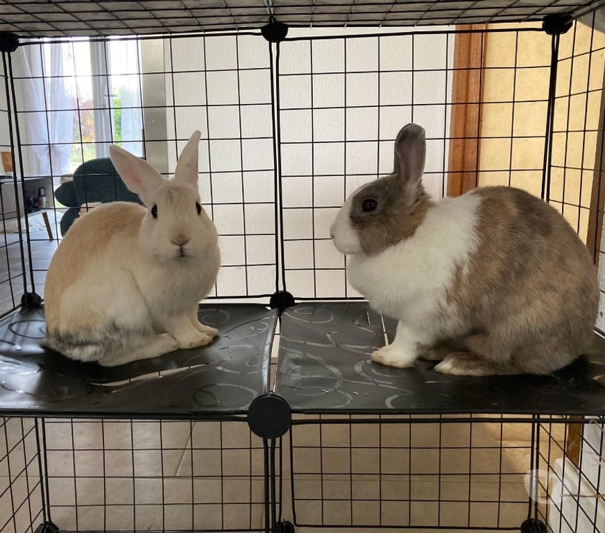 Vente Loire-Atlantique St Pere en Retz - 44320 - Photos Vivastreet Caiuspupus, lapin nain à adopter