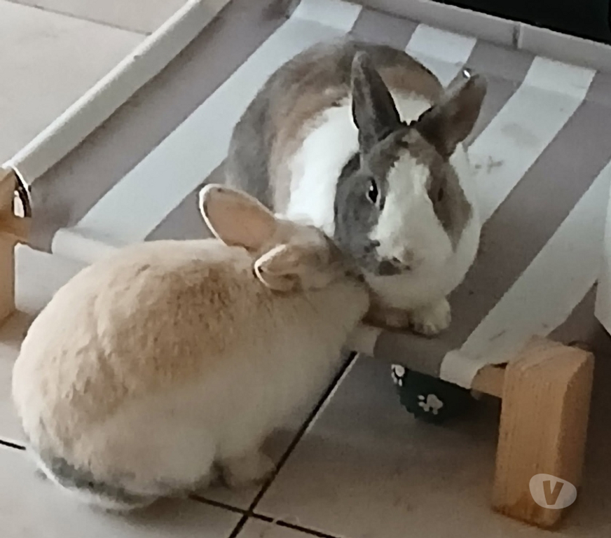 Vente Loire-Atlantique Nantes - Photos Vivastreet Caiuspupus et Coca, lapins nains à adopter