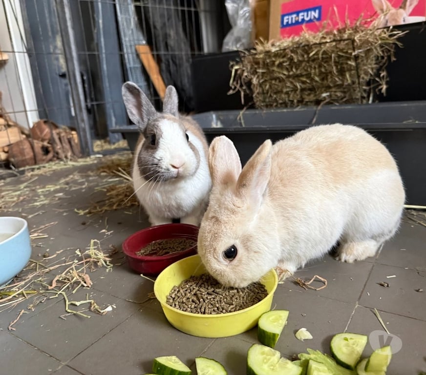 Vente Loire-Atlantique Nantes - Photos Vivastreet Caiuspupus et Coca, lapins nains à adopter