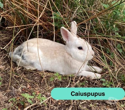 Vente animaux St Pere en Retz Loire-Atlantique - Photos Vivastreet Caiuspupus, lapin nain à adopter