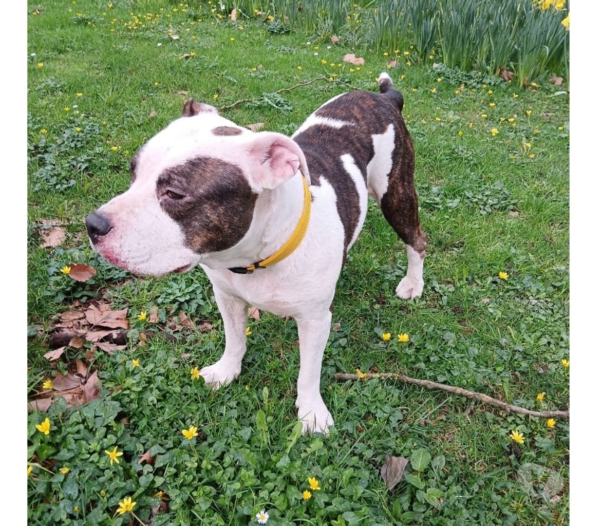 Vente Loire-Atlantique Nantes - Photos Vivastreet Leyka, chienne american bully à adopter