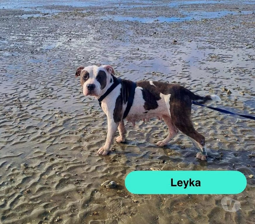 Vente Loire-Atlantique Nantes - Photos Vivastreet Leyka, chienne american bully à adopter