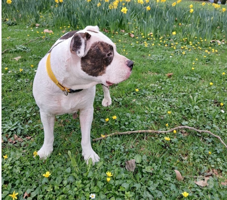Vente Loire-Atlantique Nantes - Photos Vivastreet Leyka, chienne american bully à adopter