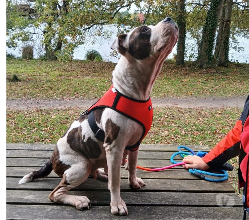 Vente Loire-Atlantique Nantes - Photos Vivastreet Leyka, chienne american bully à adopter