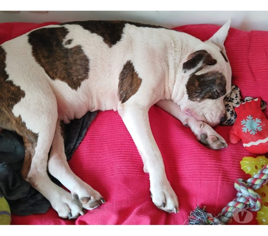 Vente Loire-Atlantique Nantes - Photos Vivastreet Leyka, chienne american bully à adopter