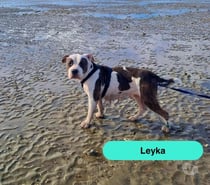 Photos Vivastreet Leyka, chienne american bully à adopter