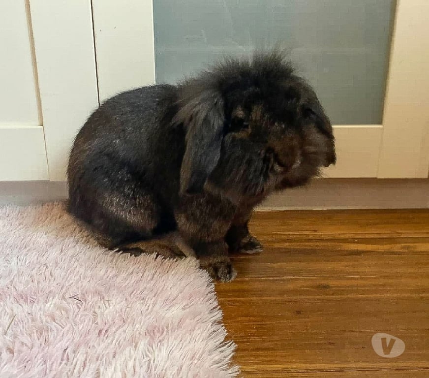 Vente Loire-Atlantique Vertou - 44120 - Photos Vivastreet Sloubi, lapin nain à adopter